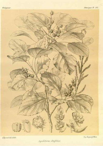 Reproducción/Reproduction 49786242367: Histoire physique, naturelle, et politique de Madagascar. Paris :Impr. nationale,1885-. 