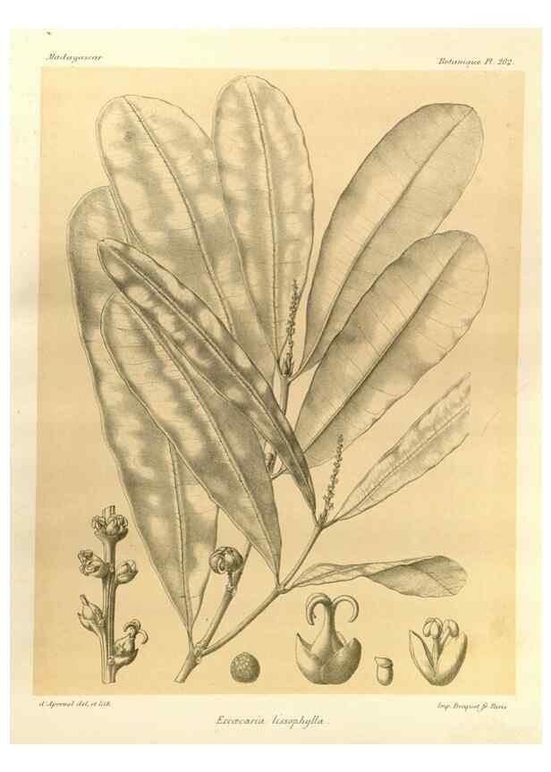 Reproducción/Reproduction 49785384068: Histoire physique, naturelle, et politique de Madagascar. Paris :Impr. nationale,1885-. 