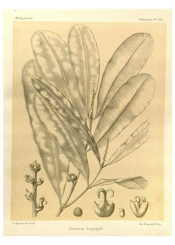 Reproducción/Reproduction 49785384068: Histoire physique, naturelle, et politique de Madagascar. Paris :Impr. nationale,1885-. 
