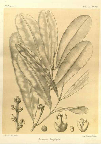 Reproducción/Reproduction 49785384068: Histoire physique, naturelle, et politique de Madagascar. Paris :Impr. nationale,1885-. 