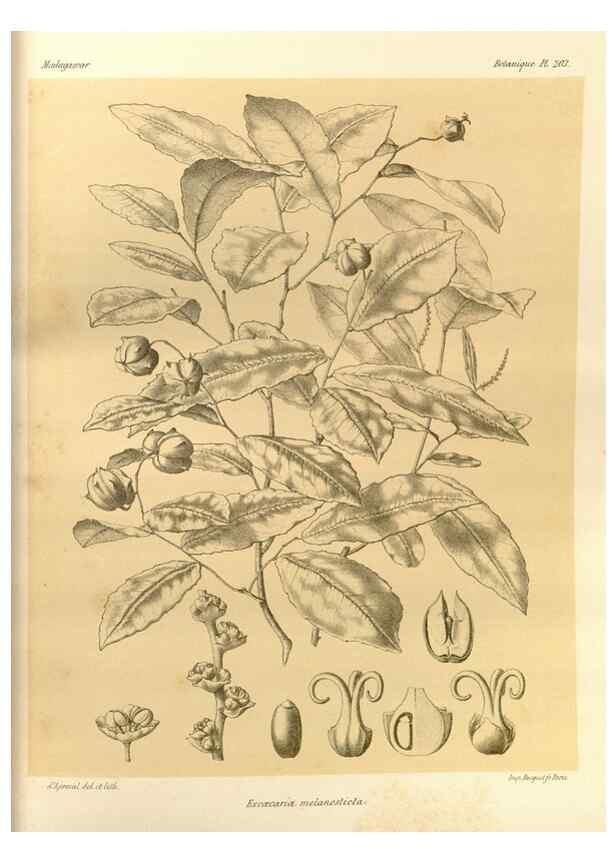 Reproducción/Reproduction 49785921896: Histoire physique, naturelle, et politique de Madagascar. Paris :Impr. nationale,1885-. 