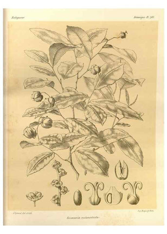 Reproducción/Reproduction 49785921896: Histoire physique, naturelle, et politique de Madagascar. Paris :Impr. nationale,1885-. 