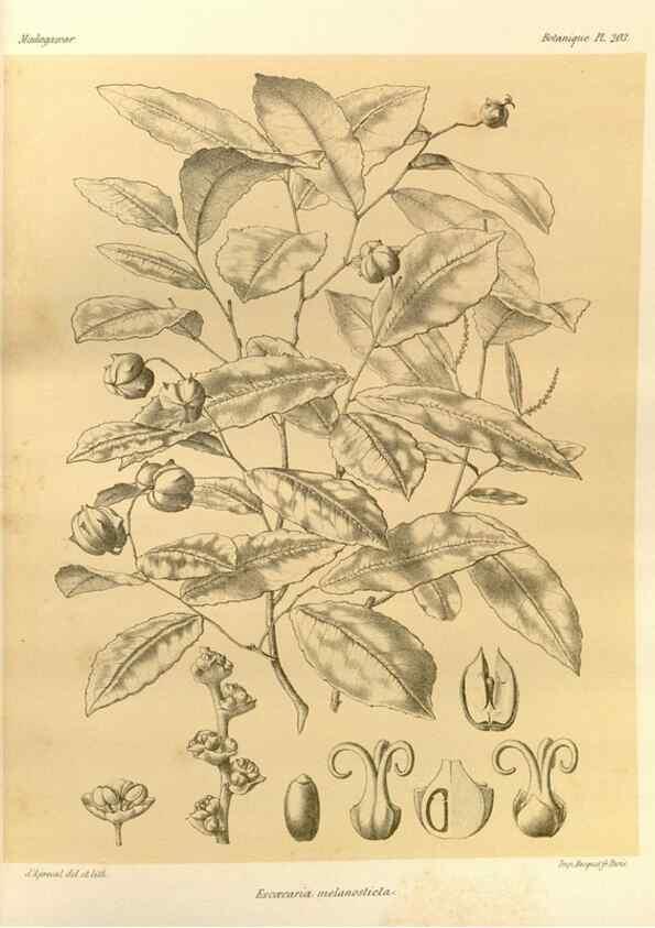 Reproducción/Reproduction 49785921896: Histoire physique, naturelle, et politique de Madagascar. Paris :Impr. nationale,1885-. 