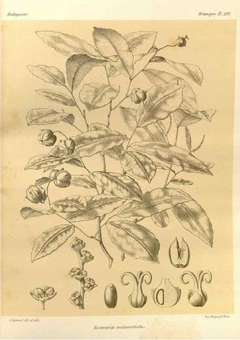 Reproducción/Reproduction 49785921896: Histoire physique, naturelle, et politique de Madagascar. Paris :Impr. nationale,1885-. 