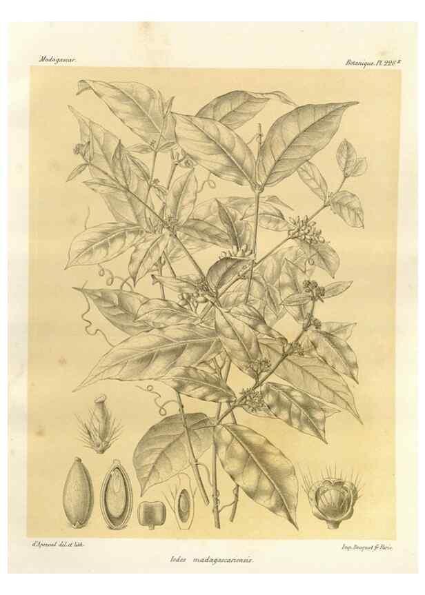 Reproducción/Reproduction 49785931261: Histoire physique, naturelle, et politique de Madagascar. Paris :Impr. nationale,1885-. 
