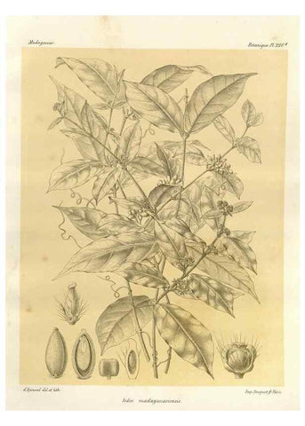 Reproducción/Reproduction 49785931261: Histoire physique, naturelle, et politique de Madagascar. Paris :Impr. nationale,1885-. 