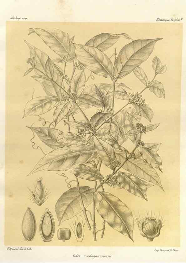 Reproducción/Reproduction 49785931261: Histoire physique, naturelle, et politique de Madagascar. Paris :Impr. nationale,1885-. 