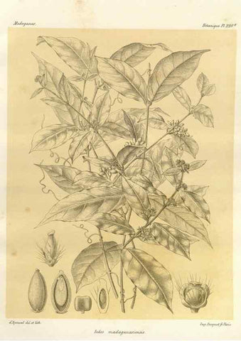 Reproducción/Reproduction 49785931261: Histoire physique, naturelle, et politique de Madagascar. Paris :Impr. nationale,1885-. 