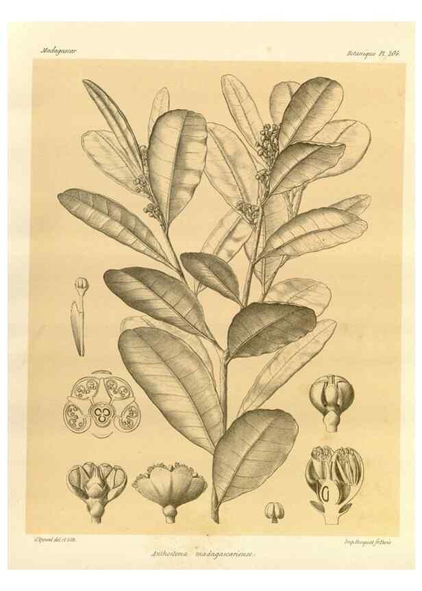 Reproducción/Reproduction 49786243272: Histoire physique, naturelle, et politique de Madagascar. Paris :Impr. nationale,1885-. 