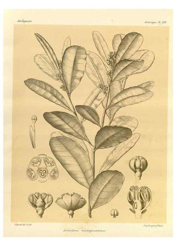 Reproducción/Reproduction 49786243272: Histoire physique, naturelle, et politique de Madagascar. Paris :Impr. nationale,1885-. 