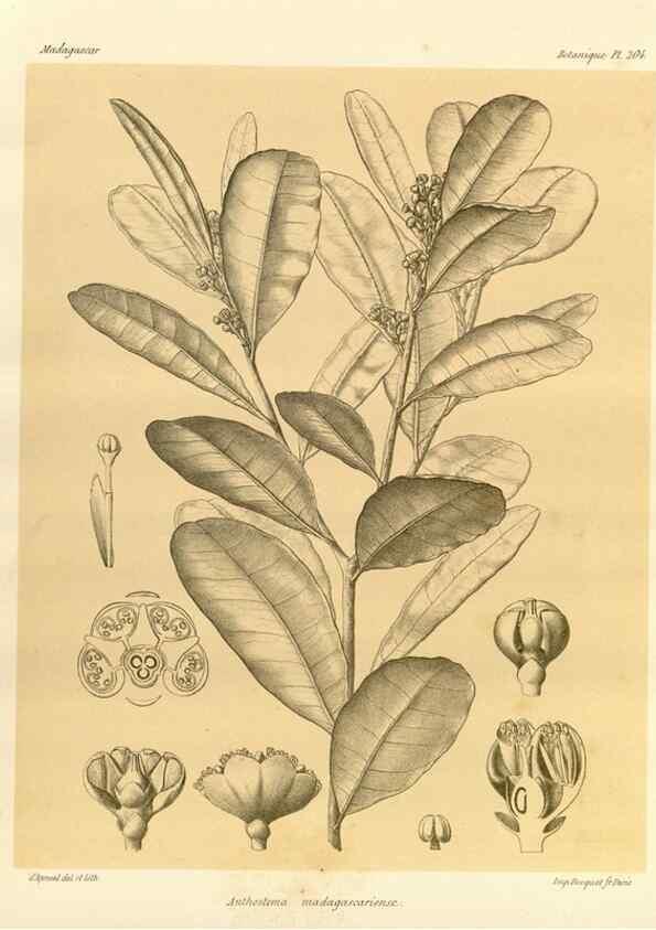 Reproducción/Reproduction 49786243272: Histoire physique, naturelle, et politique de Madagascar. Paris :Impr. nationale,1885-. 