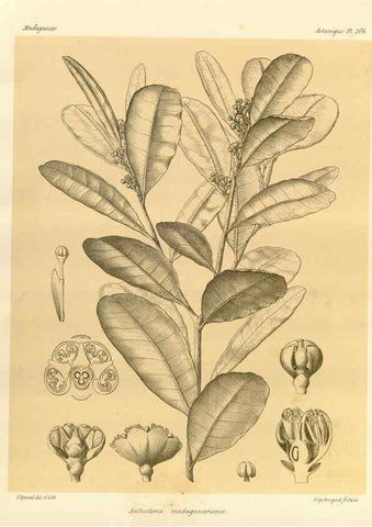 Reproducción/Reproduction 49786243272: Histoire physique, naturelle, et politique de Madagascar. Paris :Impr. nationale,1885-. 