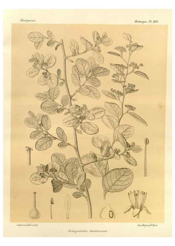 Reproducción/Reproduction 49785385253: Histoire physique, naturelle, et politique de Madagascar. Paris :Impr. nationale,1885-. 