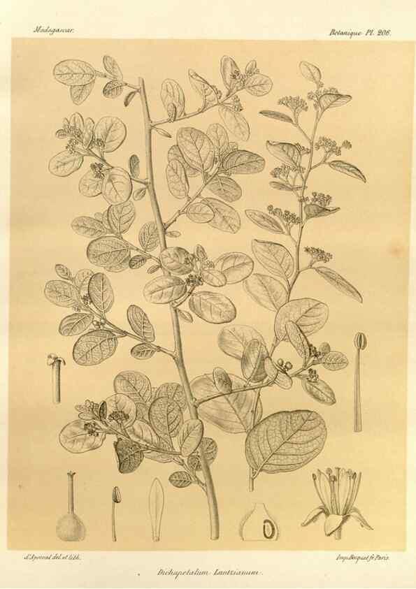 Reproducción/Reproduction 49785385253: Histoire physique, naturelle, et politique de Madagascar. Paris :Impr. nationale,1885-. 