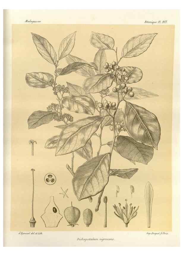 Reproducción/Reproduction 49785385533: Histoire physique, naturelle, et politique de Madagascar. Paris :Impr. nationale,1885-. 
