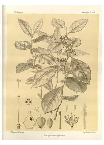 Reproducción/Reproduction 49785385533: Histoire physique, naturelle, et politique de Madagascar. Paris :Impr. nationale,1885-. 
