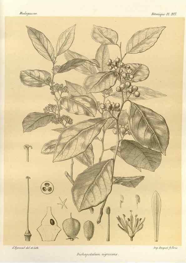 Reproducción/Reproduction 49785385533: Histoire physique, naturelle, et politique de Madagascar. Paris :Impr. nationale,1885-. 