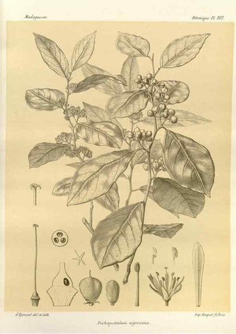 Reproducción/Reproduction 49785385533: Histoire physique, naturelle, et politique de Madagascar. Paris :Impr. nationale,1885-. 