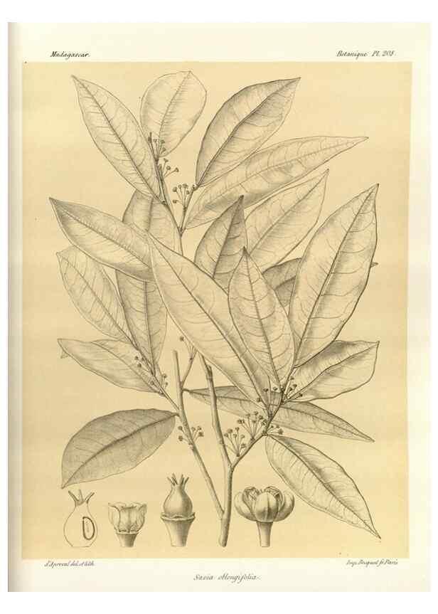 Reproducción/Reproduction 49785923356: Histoire physique, naturelle, et politique de Madagascar. Paris :Impr. nationale,1885-. 