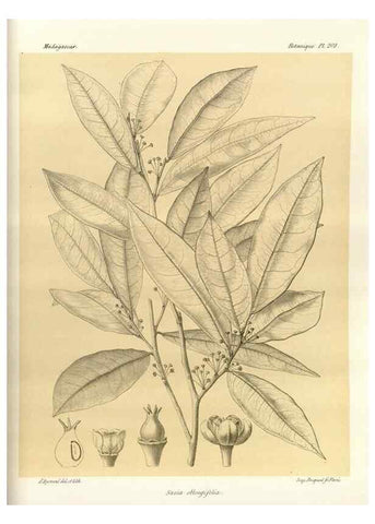 Reproducción/Reproduction 49785923356: Histoire physique, naturelle, et politique de Madagascar. Paris :Impr. nationale,1885-. 