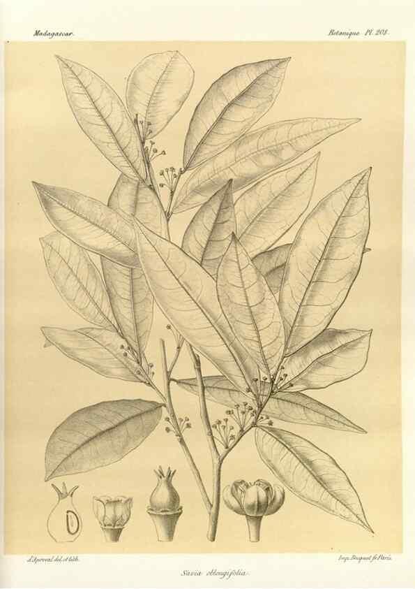 Reproducción/Reproduction 49785923356: Histoire physique, naturelle, et politique de Madagascar. Paris :Impr. nationale,1885-. 