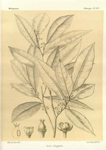 Reproducción/Reproduction 49785923356: Histoire physique, naturelle, et politique de Madagascar. Paris :Impr. nationale,1885-. 
