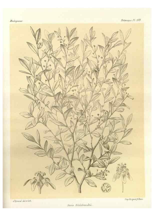 Reproducción/Reproduction 49785923636: Histoire physique, naturelle, et politique de Madagascar. Paris :Impr. nationale,1885-. 