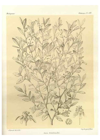 Reproducción/Reproduction 49785923636: Histoire physique, naturelle, et politique de Madagascar. Paris :Impr. nationale,1885-. 