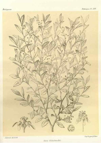 Reproducción/Reproduction 49785923636: Histoire physique, naturelle, et politique de Madagascar. Paris :Impr. nationale,1885-. 
