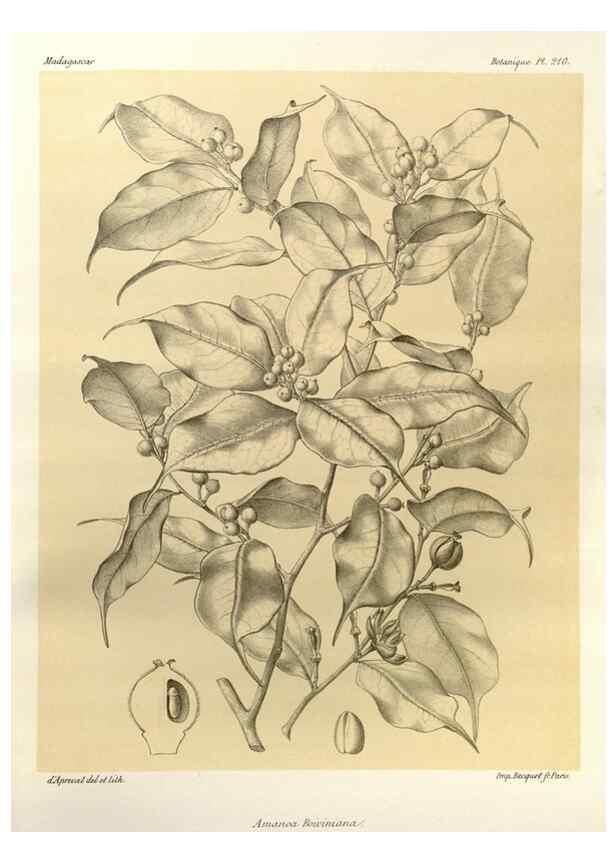 Reproducción/Reproduction 49786244852: Histoire physique, naturelle, et politique de Madagascar. Paris :Impr. nationale,1885-. 