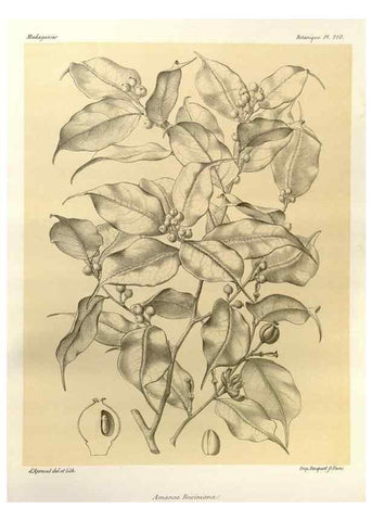 Reproducción/Reproduction 49786244852: Histoire physique, naturelle, et politique de Madagascar. Paris :Impr. nationale,1885-. 