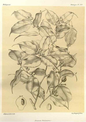 Reproducción/Reproduction 49786244852: Histoire physique, naturelle, et politique de Madagascar. Paris :Impr. nationale,1885-. 