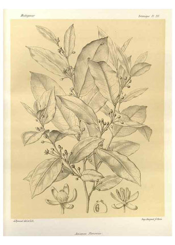 Reproducción/Reproduction 49785924251: Histoire physique, naturelle, et politique de Madagascar. Paris :Impr. nationale,1885-. 