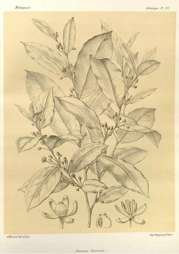 Reproducción/Reproduction 49785924251: Histoire physique, naturelle, et politique de Madagascar. Paris :Impr. nationale,1885-. 