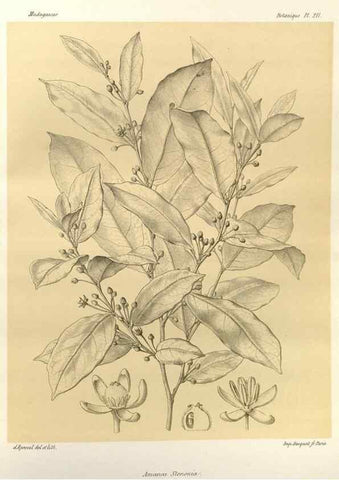 Reproducción/Reproduction 49785924251: Histoire physique, naturelle, et politique de Madagascar. Paris :Impr. nationale,1885-. 