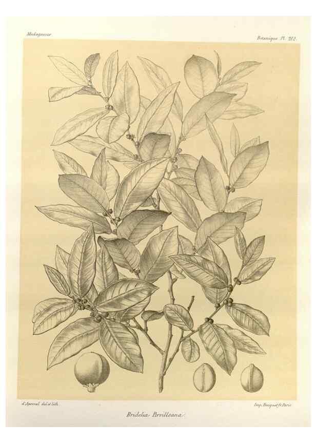 Reproducción/Reproduction 49785387188: Histoire physique, naturelle, et politique de Madagascar. Paris :Impr. nationale,1885-. 