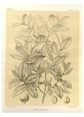 Reproducción/Reproduction 49785387188: Histoire physique, naturelle, et politique de Madagascar. Paris :Impr. nationale,1885-. 