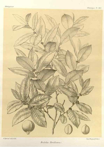 Reproducción/Reproduction 49785387188: Histoire physique, naturelle, et politique de Madagascar. Paris :Impr. nationale,1885-. 