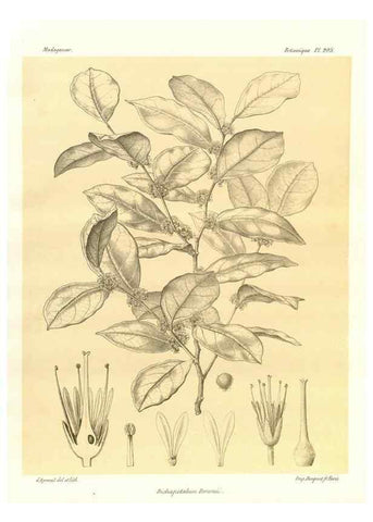 Reproducción/Reproduction 49785384968: Histoire physique, naturelle, et politique de Madagascar. Paris :Impr. nationale,1885-. 