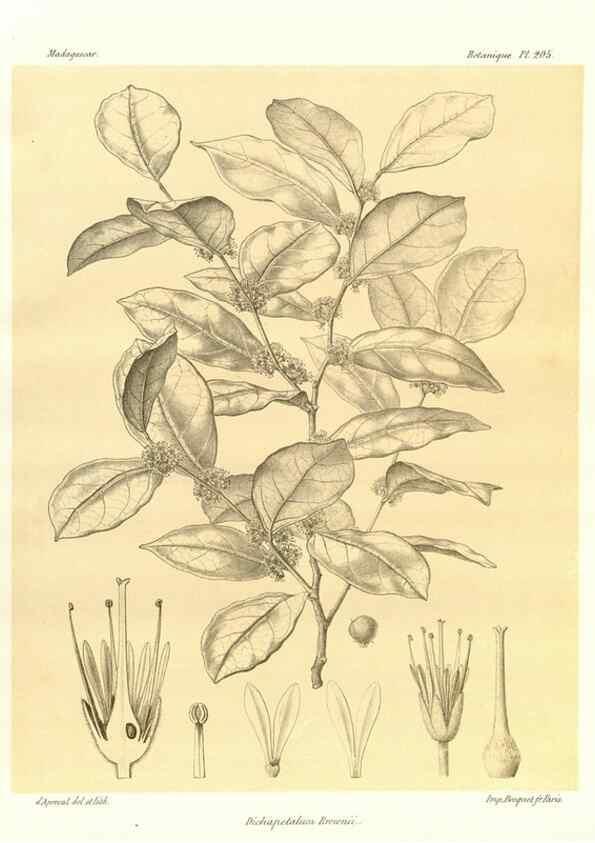Reproducción/Reproduction 49785384968: Histoire physique, naturelle, et politique de Madagascar. Paris :Impr. nationale,1885-. 