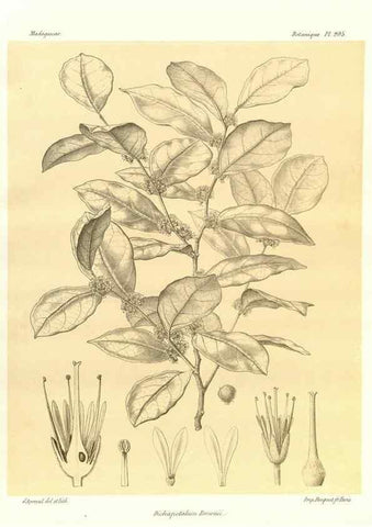 Reproducción/Reproduction 49785384968: Histoire physique, naturelle, et politique de Madagascar. Paris :Impr. nationale,1885-. 
