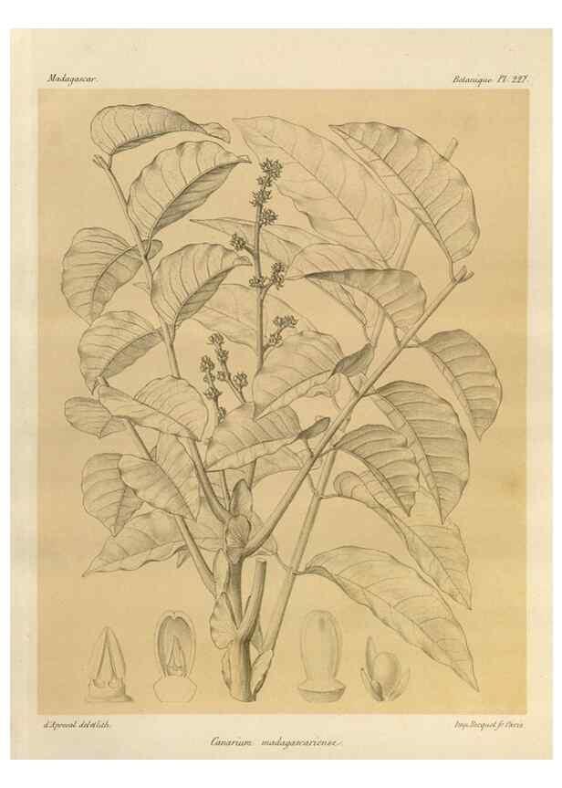 Reproducción/Reproduction 49785931621: Histoire physique, naturelle, et politique de Madagascar. Paris :Impr. nationale,1885-. 