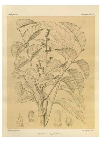 Reproducción/Reproduction 49785931621: Histoire physique, naturelle, et politique de Madagascar. Paris :Impr. nationale,1885-. 