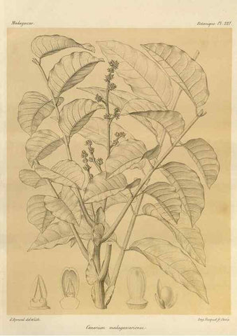 Reproducción/Reproduction 49785931621: Histoire physique, naturelle, et politique de Madagascar. Paris :Impr. nationale,1885-. 