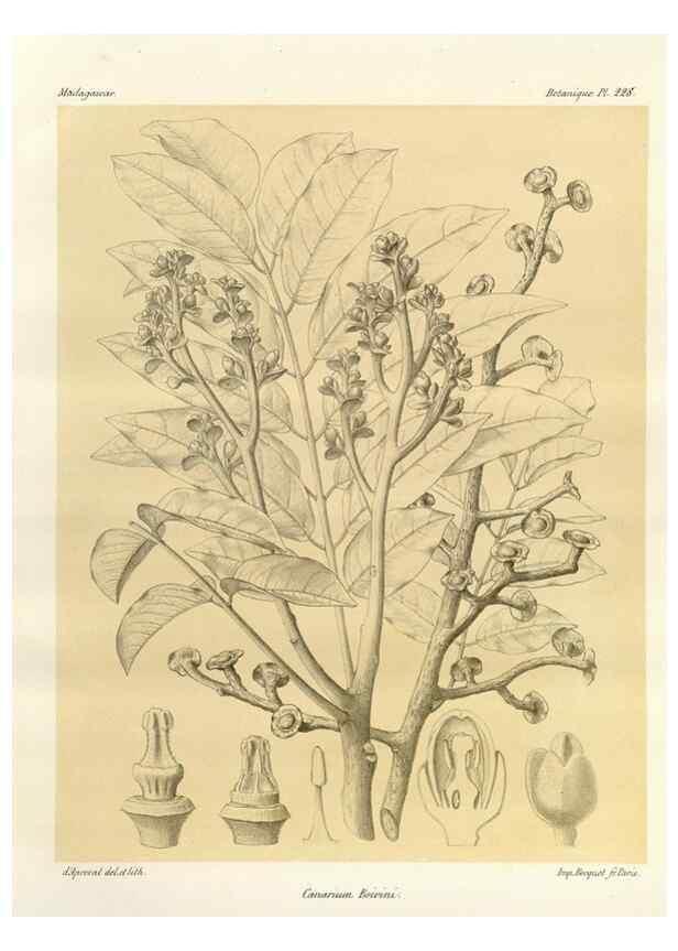 Reproducción/Reproduction 49785931811: Histoire physique, naturelle, et politique de Madagascar. Paris :Impr. nationale,1885-. 