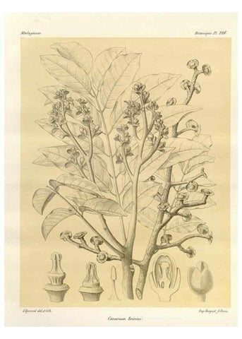 Reproducción/Reproduction 49785931811: Histoire physique, naturelle, et politique de Madagascar. Paris :Impr. nationale,1885-. 