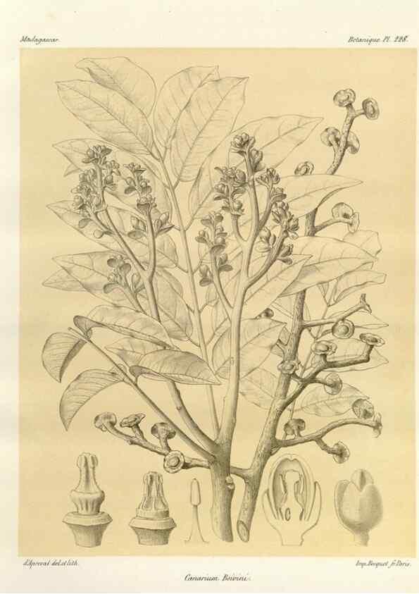 Reproducción/Reproduction 49785931811: Histoire physique, naturelle, et politique de Madagascar. Paris :Impr. nationale,1885-. 