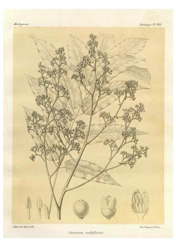 Reproducción/Reproduction 49786252992: Histoire physique, naturelle, et politique de Madagascar. Paris :Impr. nationale,1885-. 