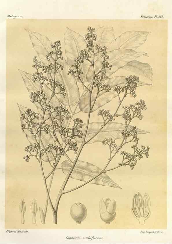 Reproducción/Reproduction 49786252992: Histoire physique, naturelle, et politique de Madagascar. Paris :Impr. nationale,1885-. 