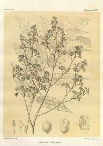 Reproducción/Reproduction 49786252992: Histoire physique, naturelle, et politique de Madagascar. Paris :Impr. nationale,1885-. 
